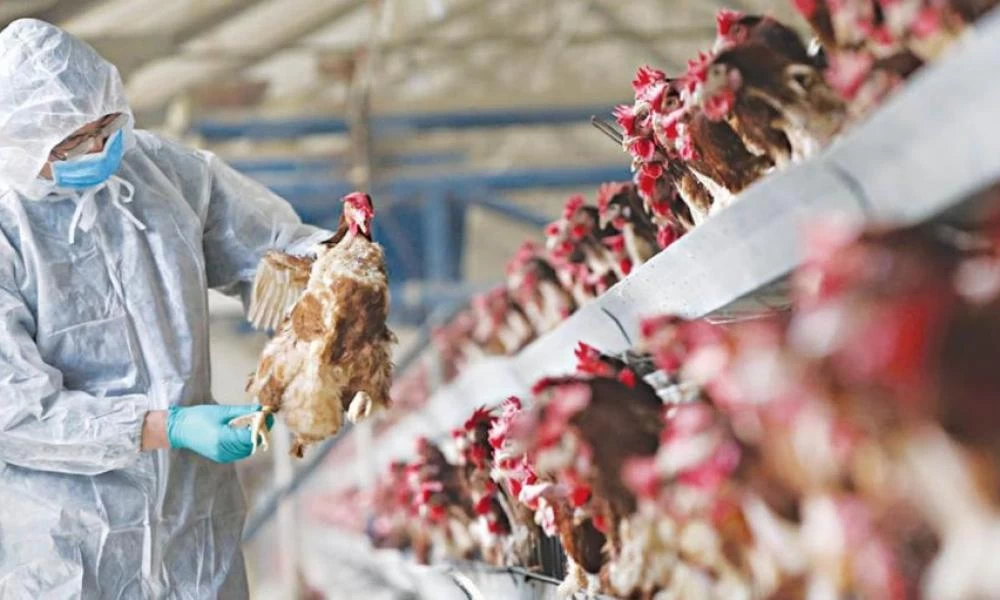 Πρώτο κρούσμα της γρίπης των πτηνών στη Λίμνη Παμβώτιδα